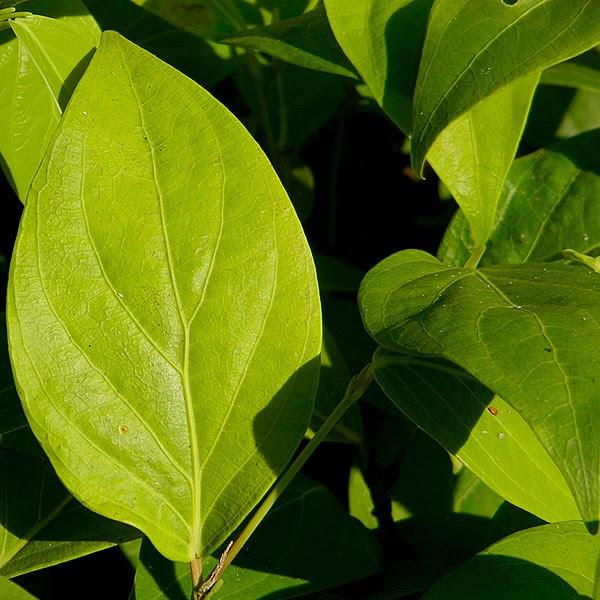 Guayusa vs yerba mate. Co je łączy, a co dzieli?